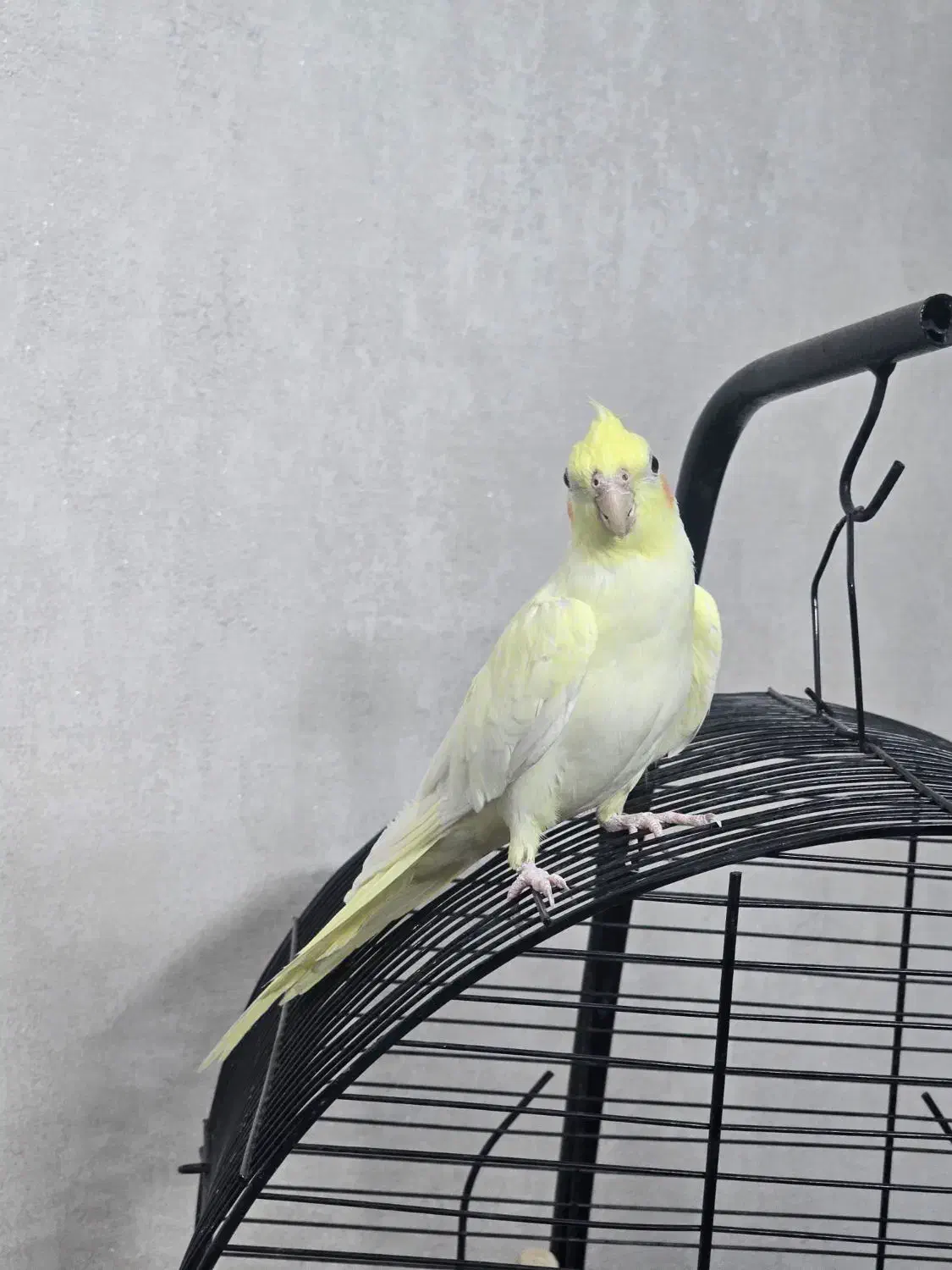 عروس هلندی|پرنده|قم, انسجام|دیوار