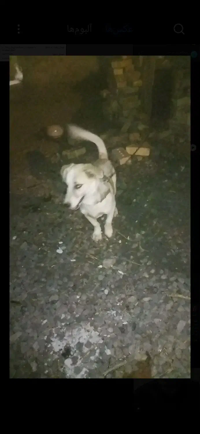 واکذاری پا کوتاه|سگ|مرند, |دیوار