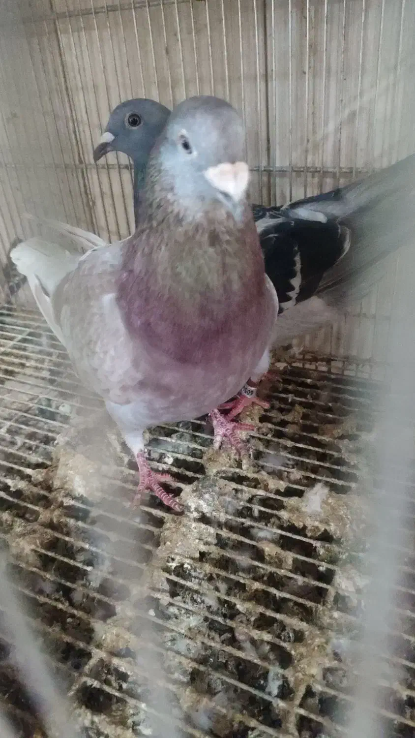 کبوتر|پرنده|جم, |دیوار