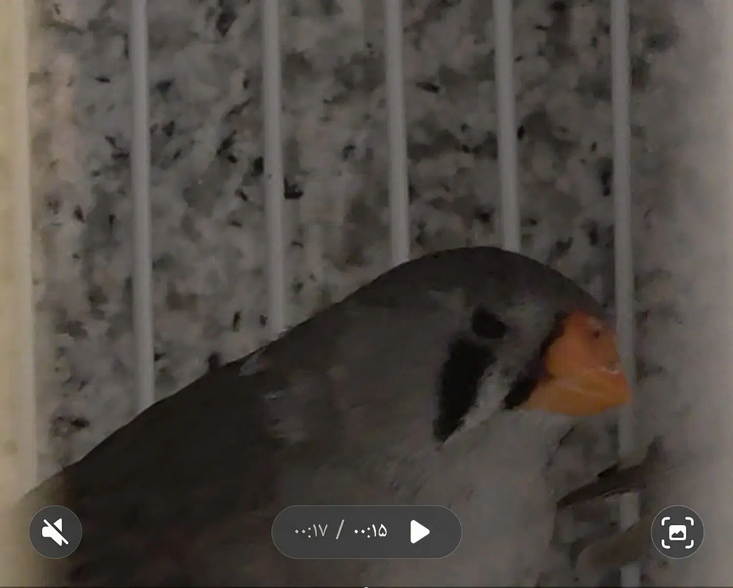 فنچ جفت مولد اروپایی کینگ بلک برست|پرنده|تهران, جنت‌آباد مرکزی|دیوار