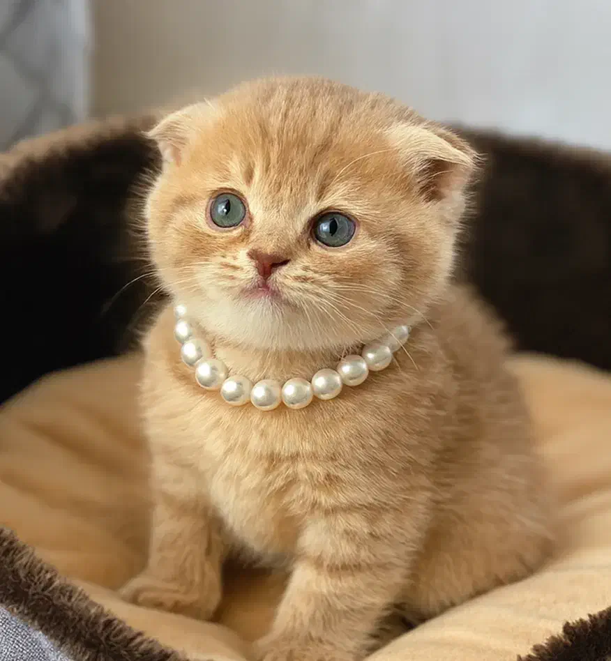 اسکاتیش|گربه|رشت, منظریه|دیوار