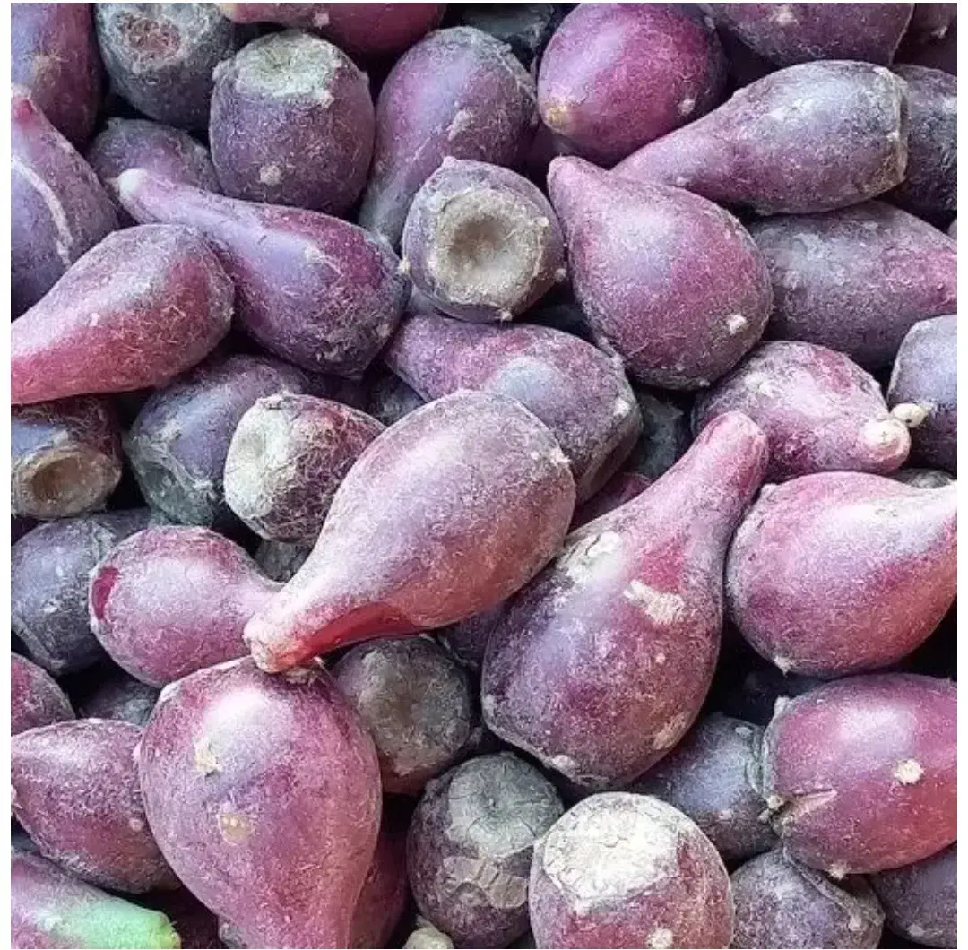 میوه کاکتوس/ ارسال رایگان|خوردنی و آشامیدنی|سبزوار, هویزه|دیوار