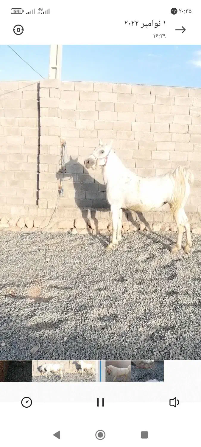 مادیان و کره مادیان|اسب و تجهیزات اسبسواری|صحنه, |دیوار