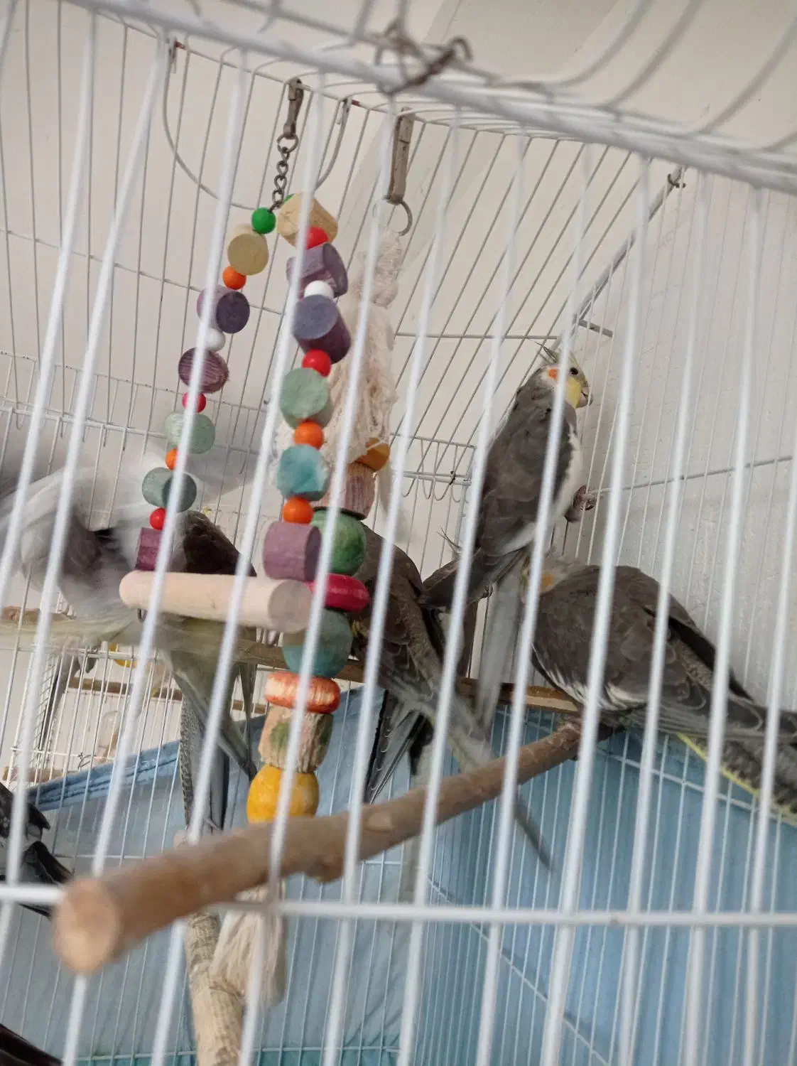 عروس هلندی بالغ نر و ماده و بچه 4ماهه|پرنده|رودسر, |دیوار