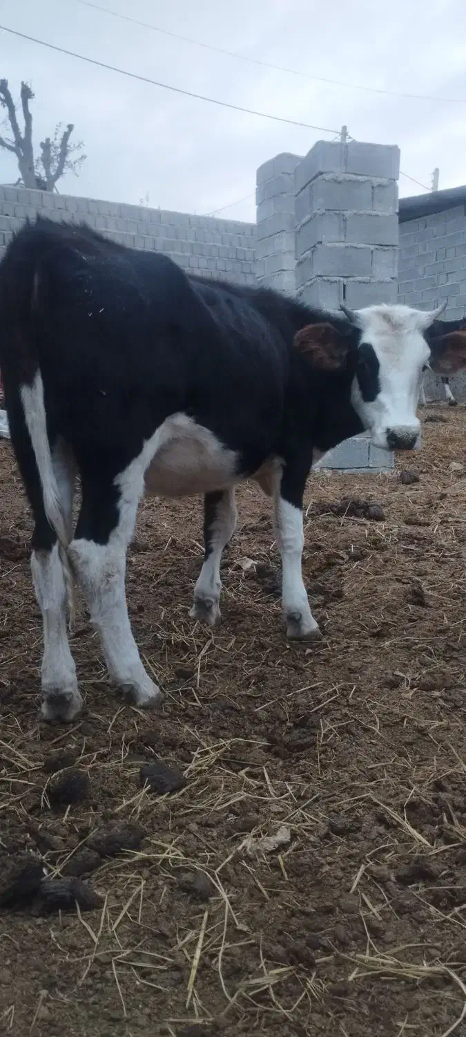 تلسه|حیوانات مزرعه|فراغی, |دیوار