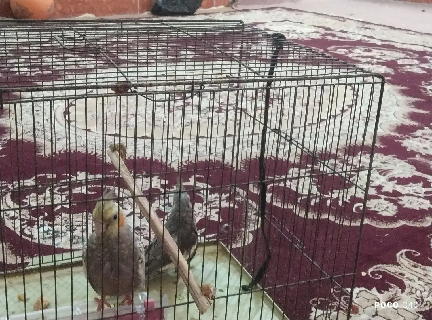 سوسنگرد|پرنده|سوسنگرد, |دیوار