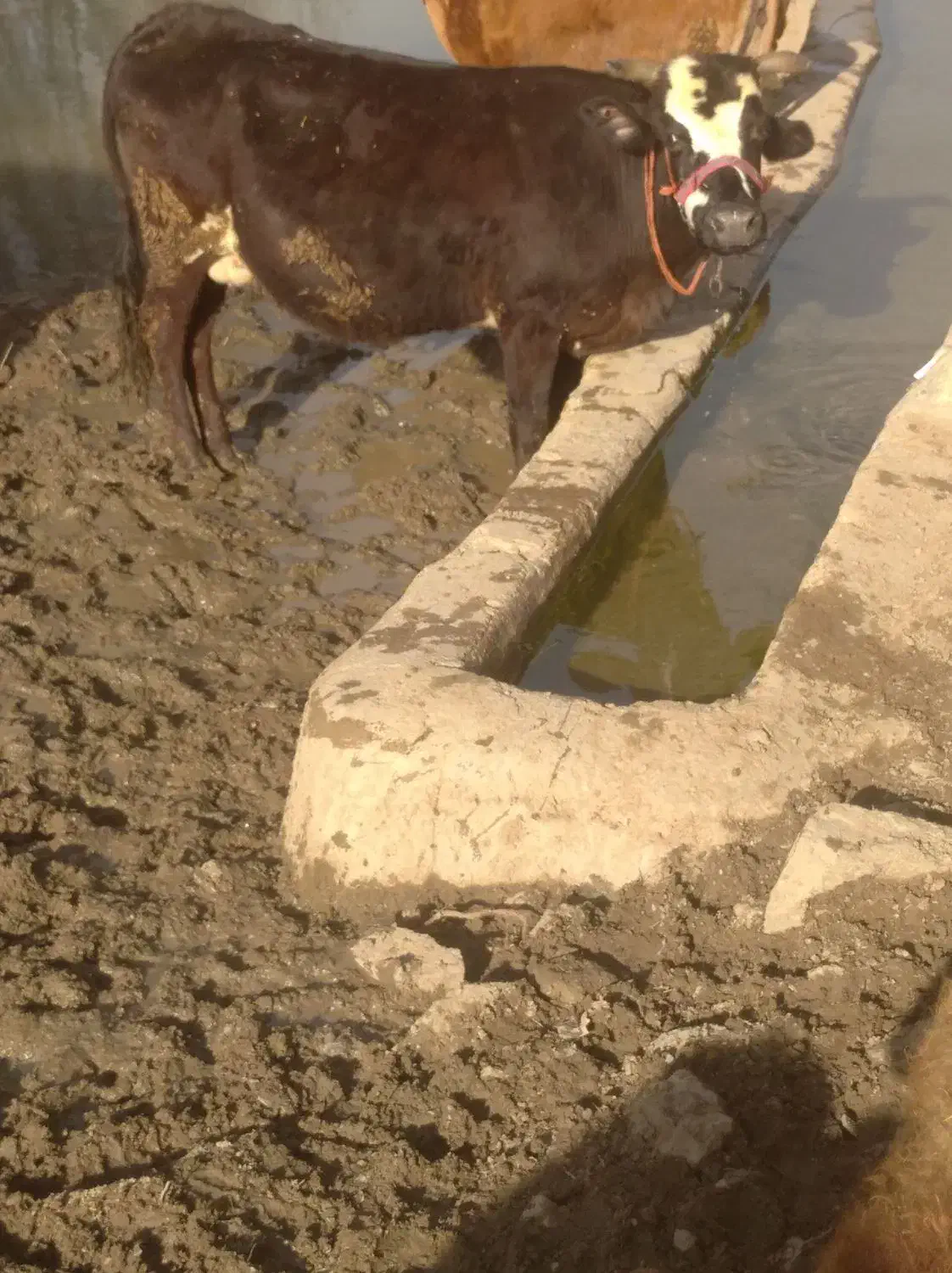 گاو.وگوساله|حیوانات مزرعه|دهگلان, |دیوار