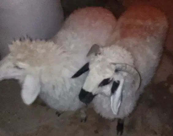 ۲بره نر و ماده بسیار چاق و چله|حیوانات مزرعه|زابل, |دیوار