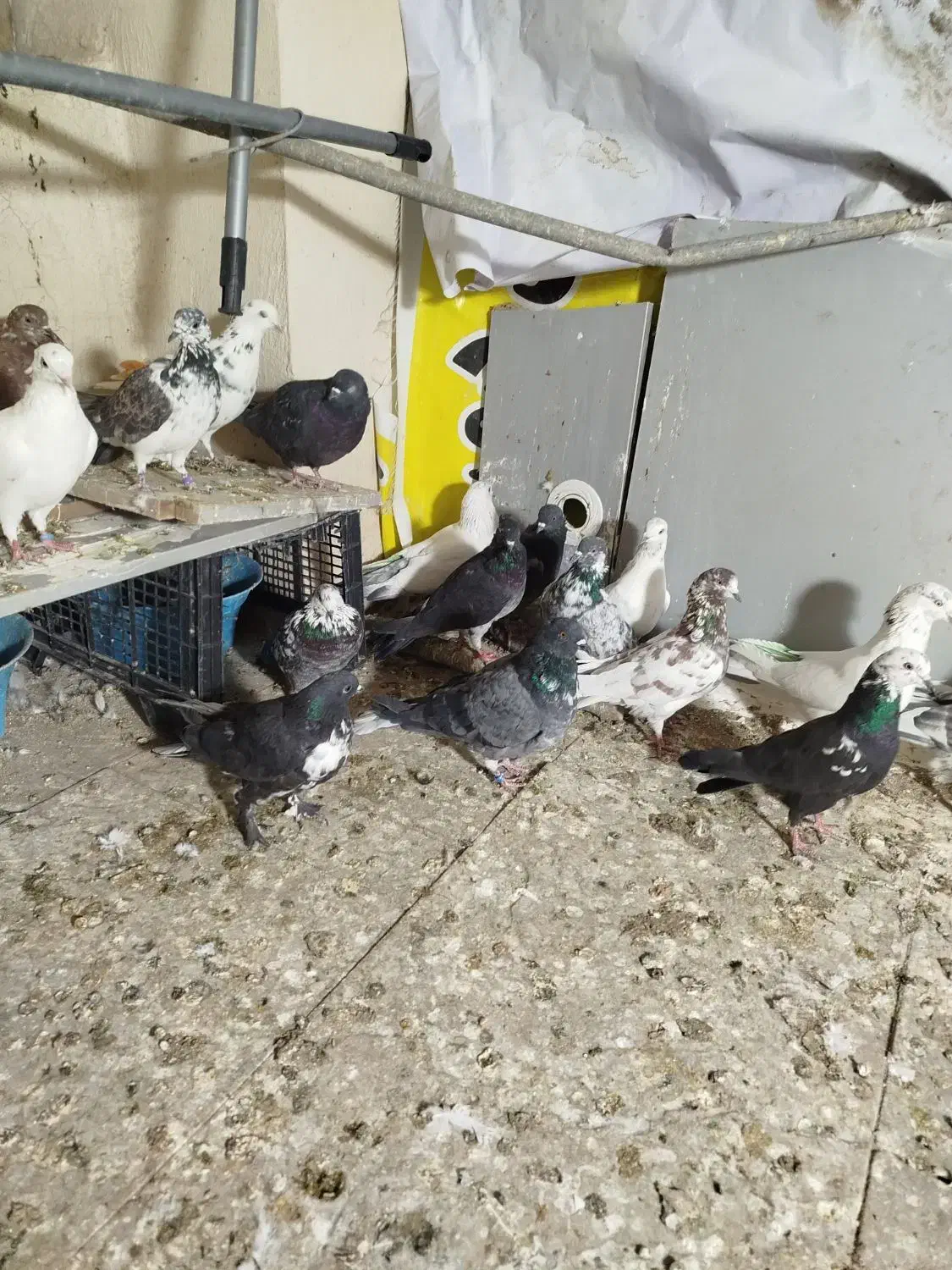 کفتر تهرانی|پرنده|بومهن, |دیوار