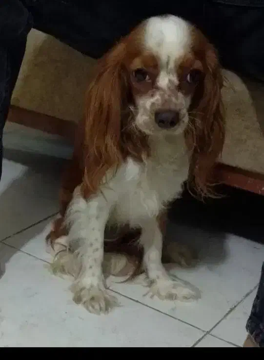 سگ کاوالیر|سگ|تهران, منیریه|دیوار