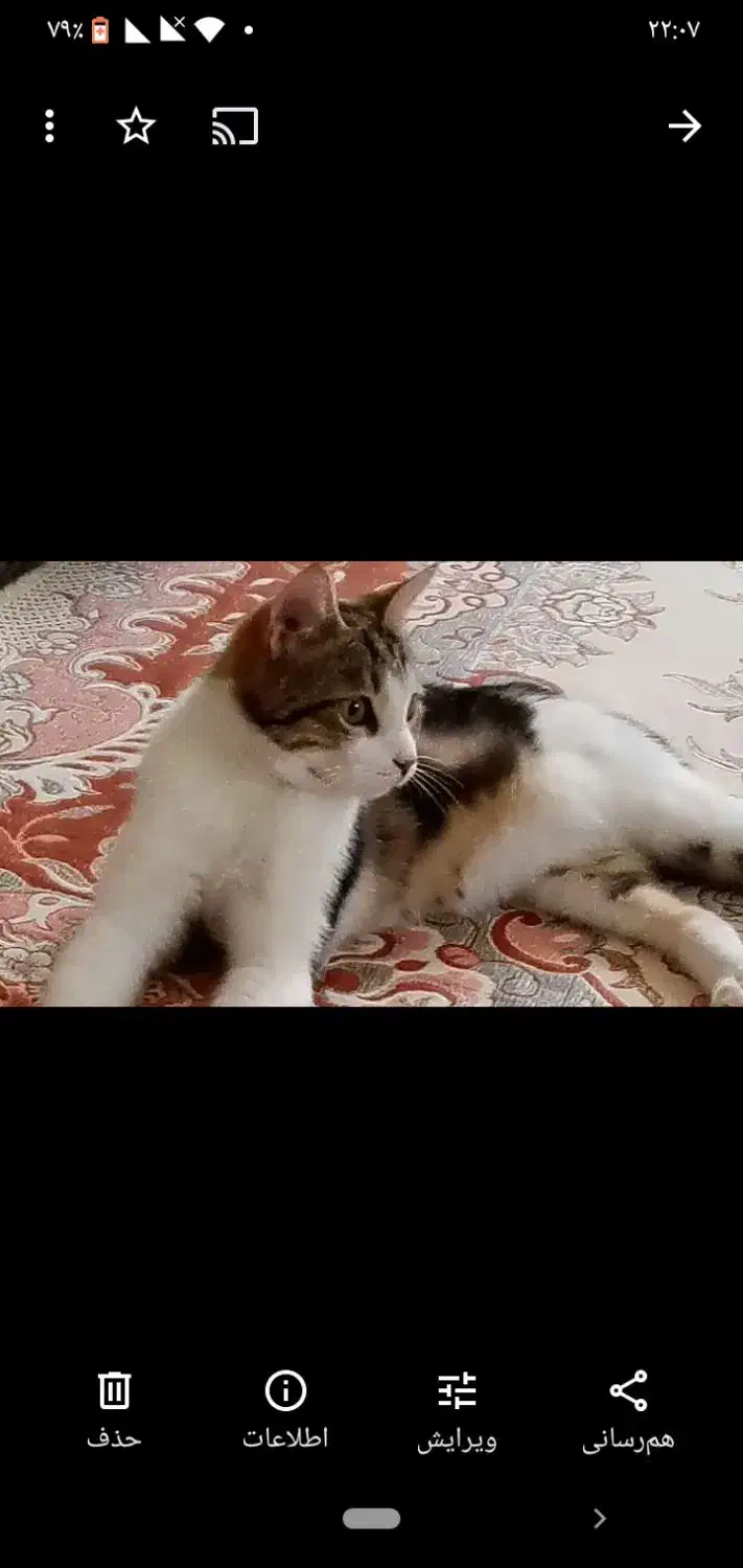 گمشده|حیوانات|قوچان, |دیوار