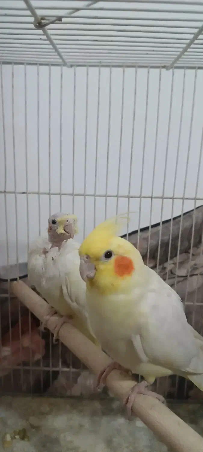 یک جفت عروس هلندی مولد چهار تخمی|پرنده|طبس, |دیوار