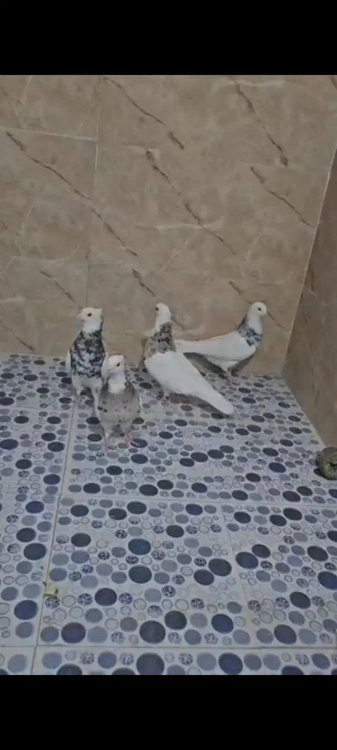 طوقی|پرنده|شیراز, محمدیه|دیوار