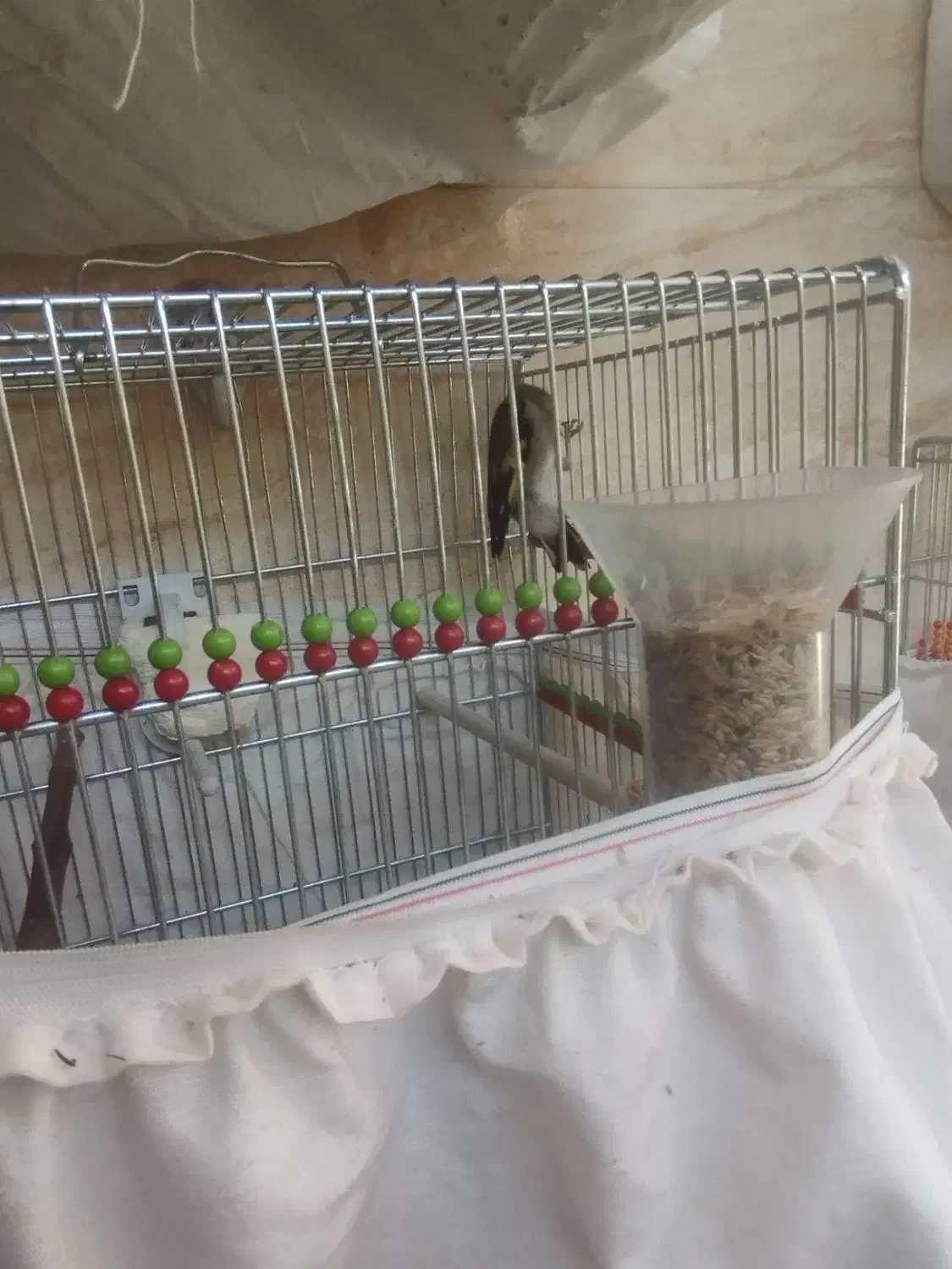 سهره دورگ|پرنده|خمینیشهر, |دیوار