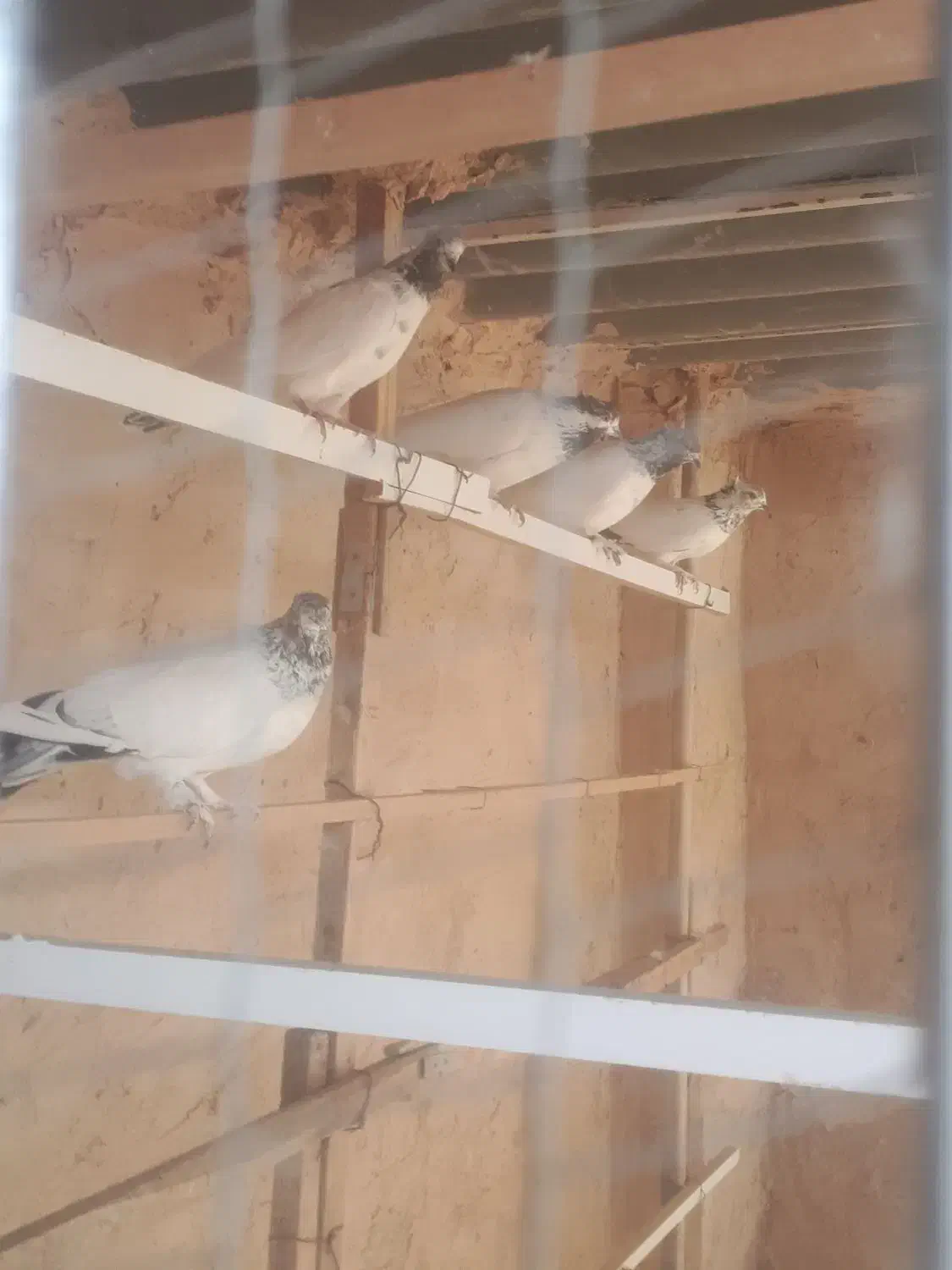 کفتر (کله دم سبز)|پرنده|قرچک, زیبا شهر|دیوار