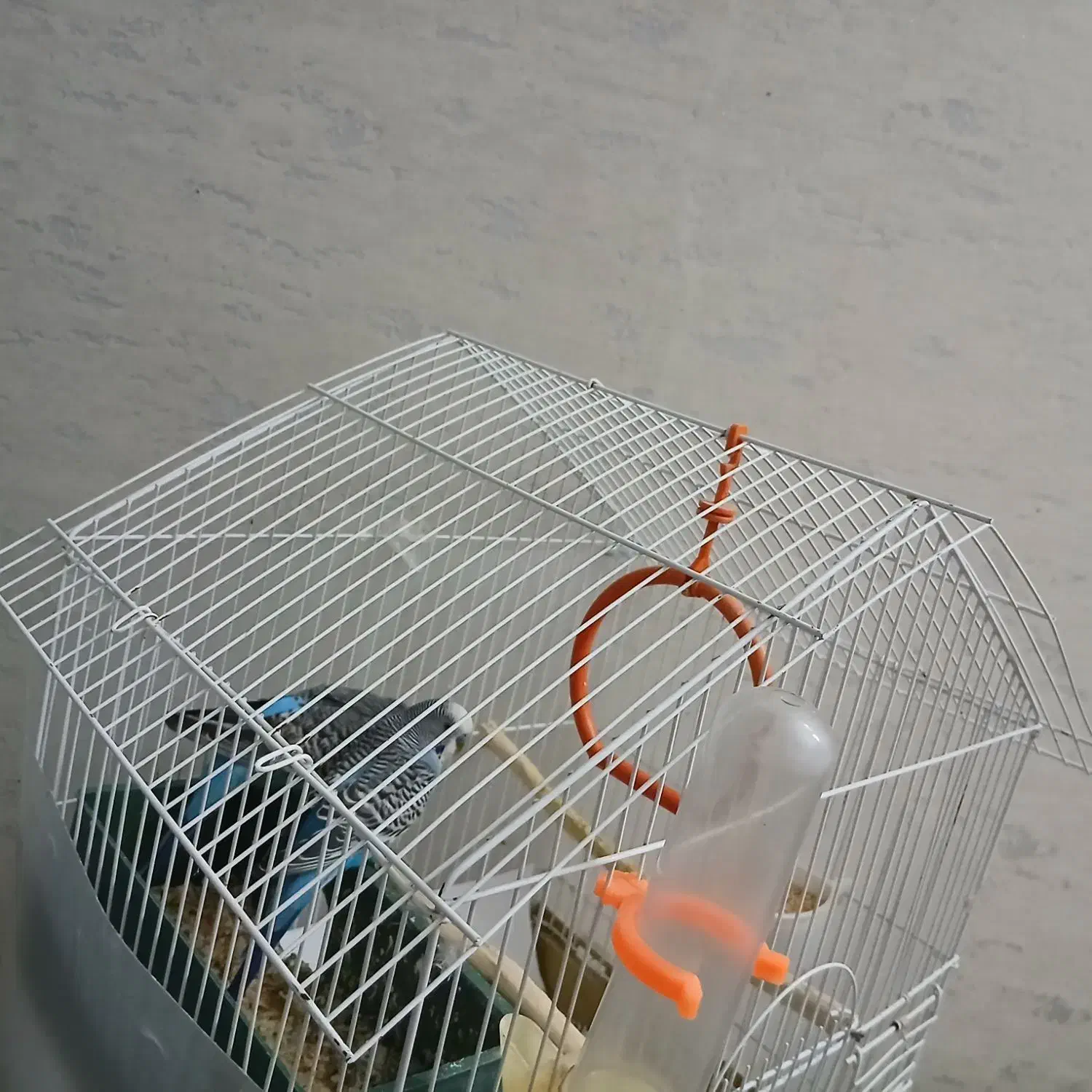 مرغ عشق با قفس|پرنده|اسلام‌شهر, شهرک قائمیه|دیوار