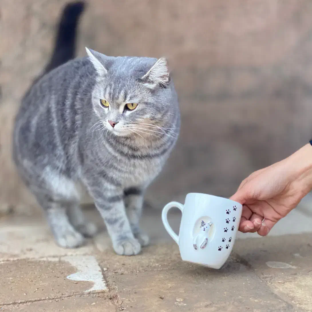 ساخت ظروف سرامیکی دستساز|استخدام هنری و رسانه|یزد, |دیوار