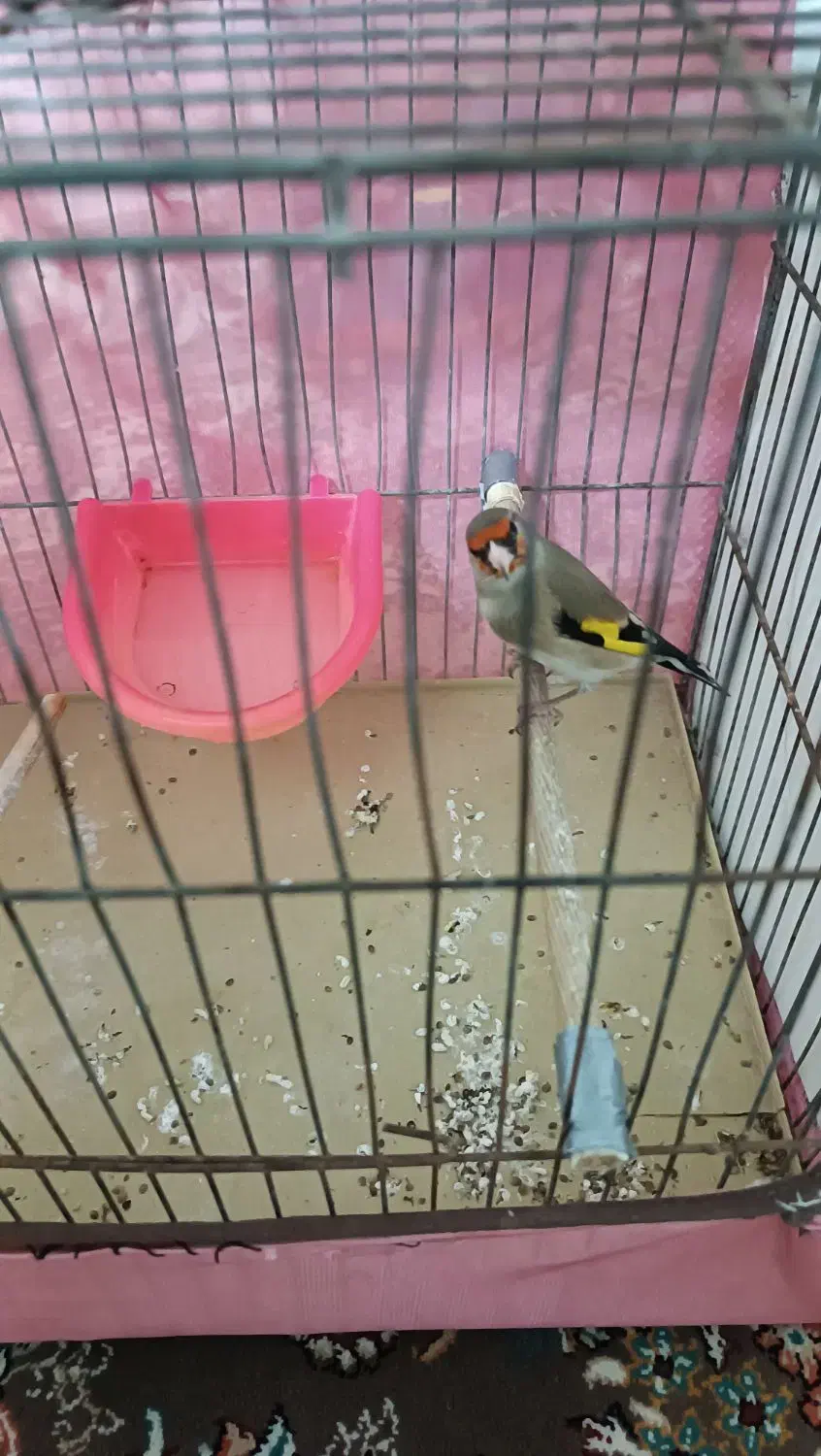 سهره کرمانی نر|پرنده|اقبالیه, |دیوار