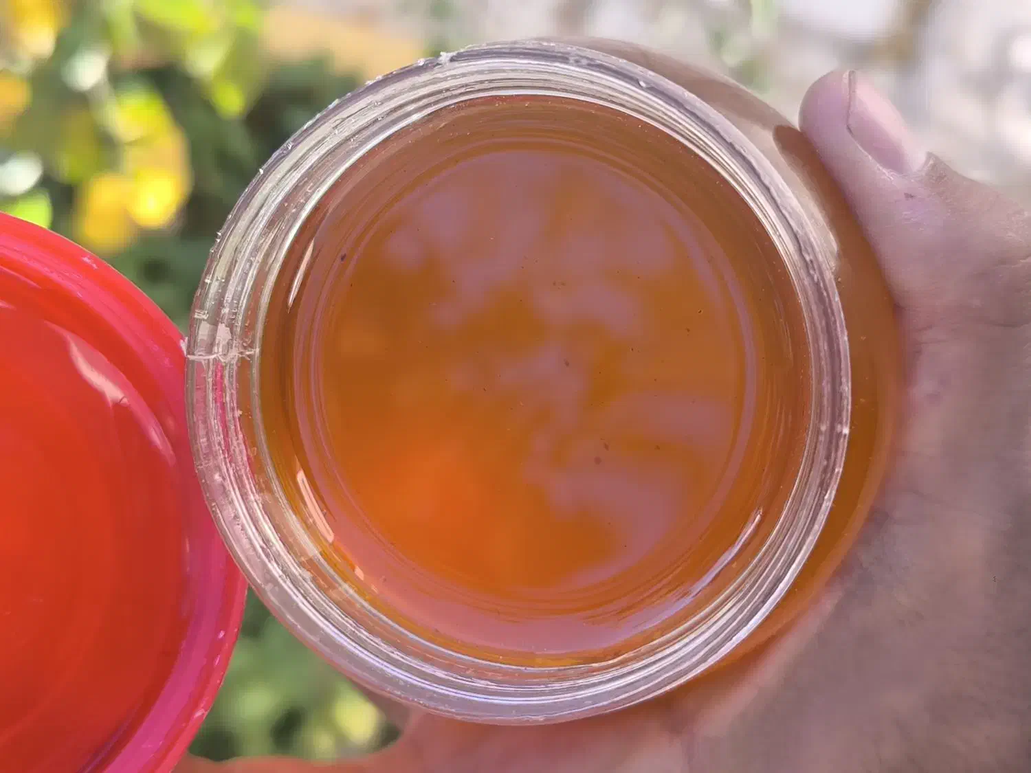 پخش عسل طبیعی تربت|خوردنی و آشامیدنی|تربتحیدریه, میدان مرکزی|دیوار