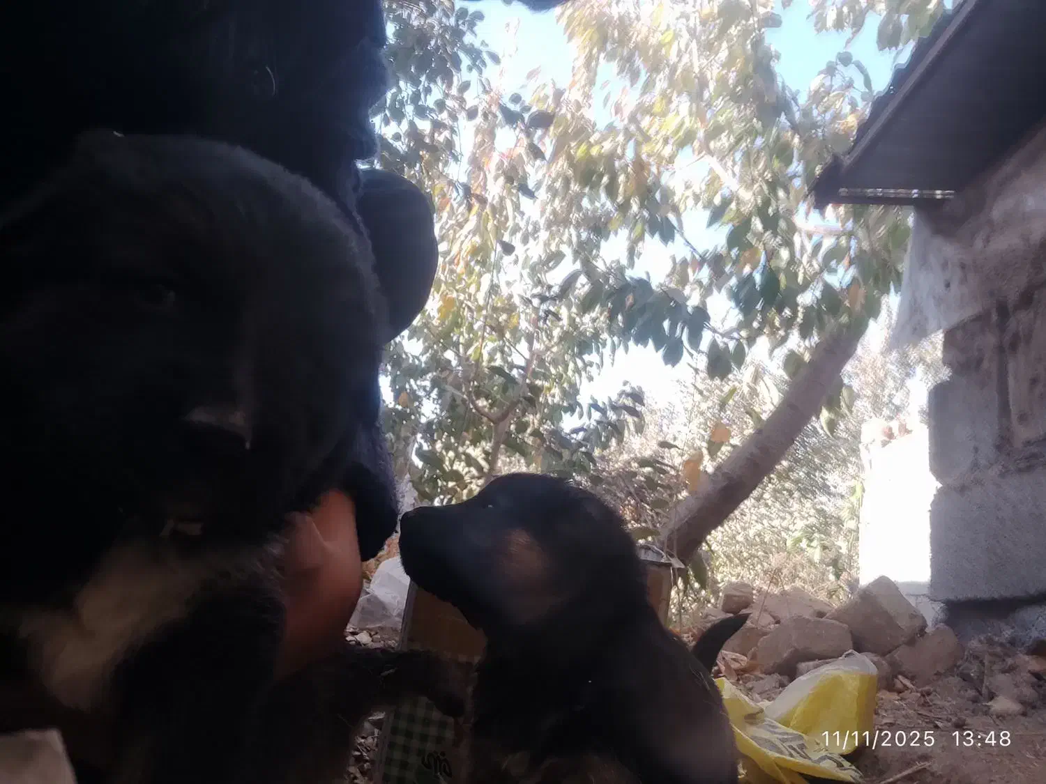 واگذاری ژرمن شپرد شولاین|سگ|نیشابور, مازول|دیوار