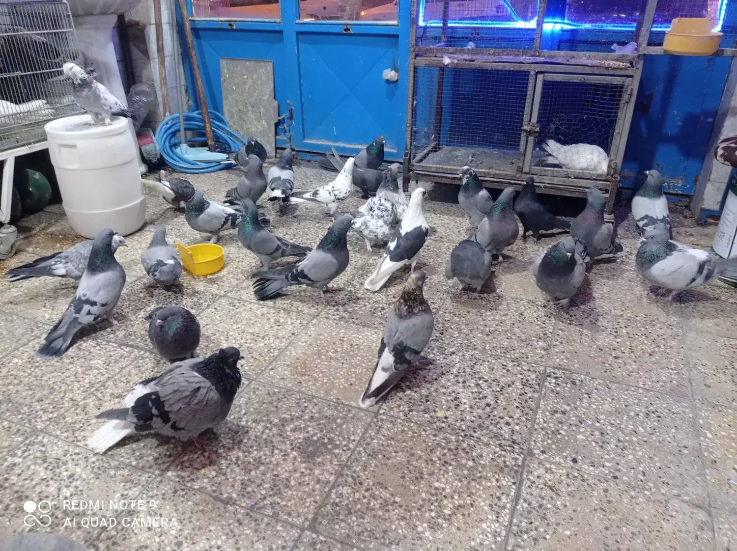 کبوتر پر همه رنگ درجه یک|پرنده|شهرکرد, |دیوار