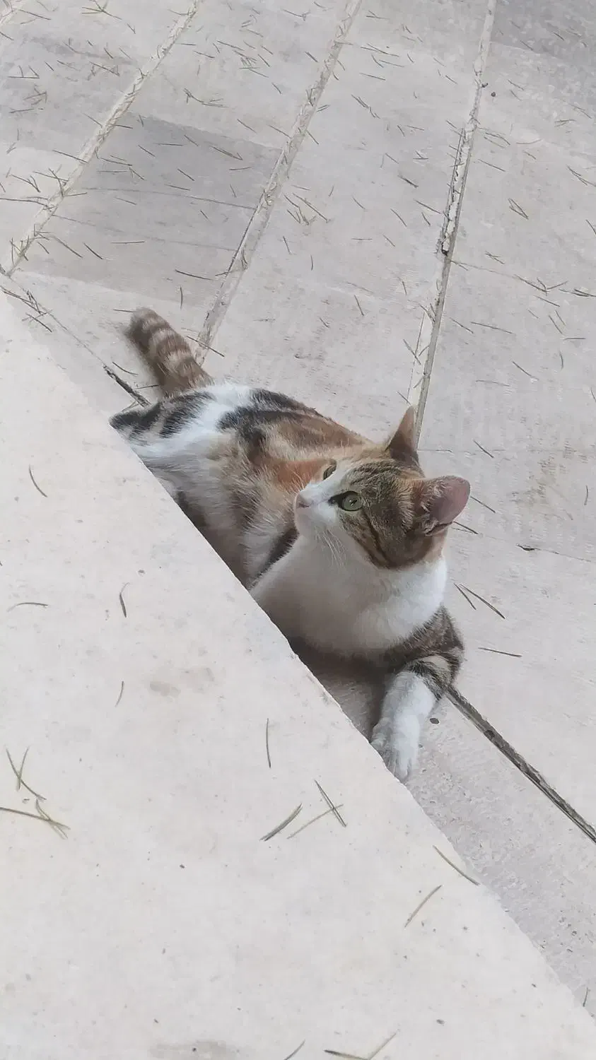 گم شده|حیوانات|کرج, عظیمیه|دیوار