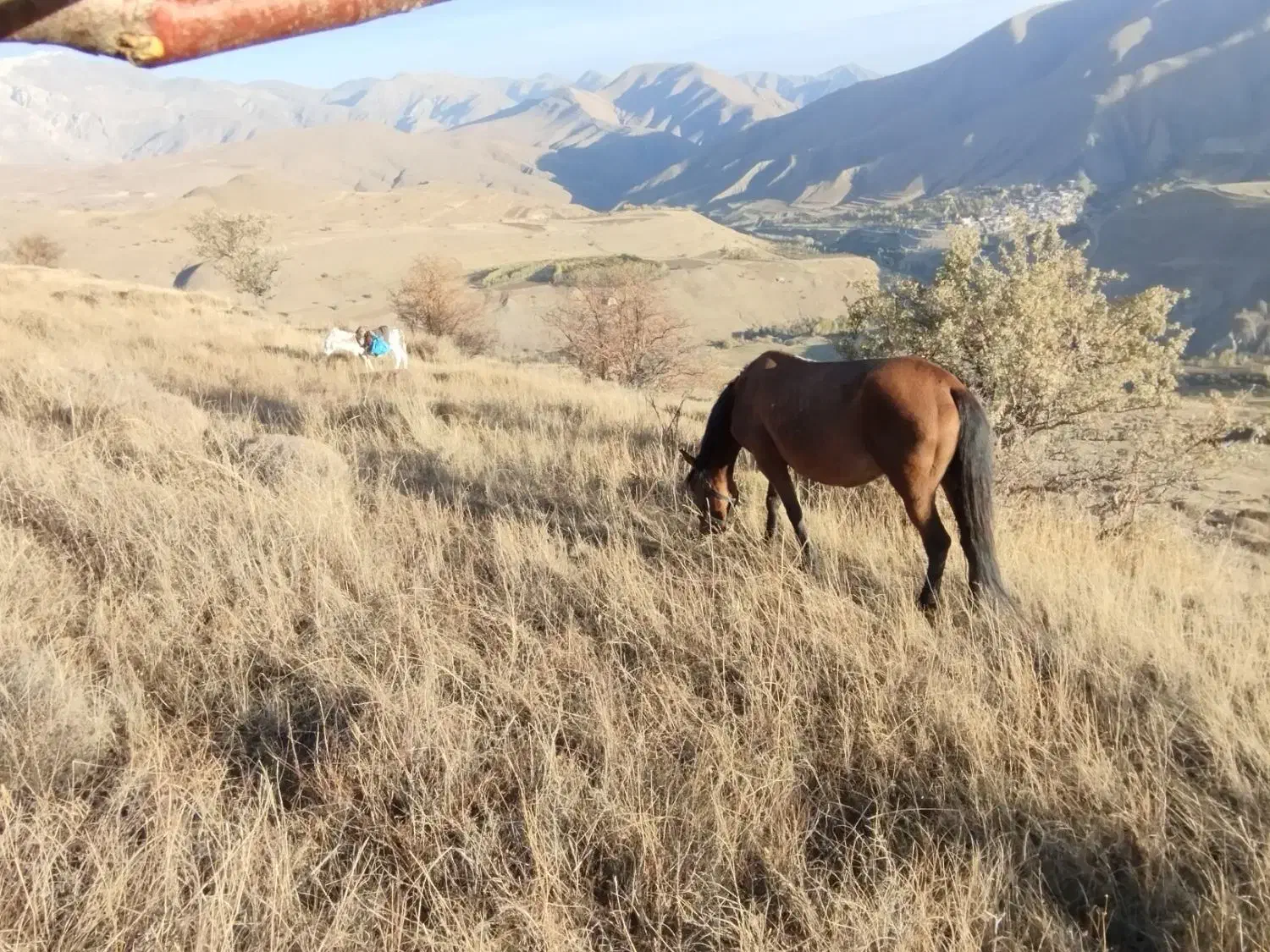 اسب مادیان همراه کره نر ۲ ماهه|اسب و تجهیزات اسب‌سواری|تبریز, |دیوار