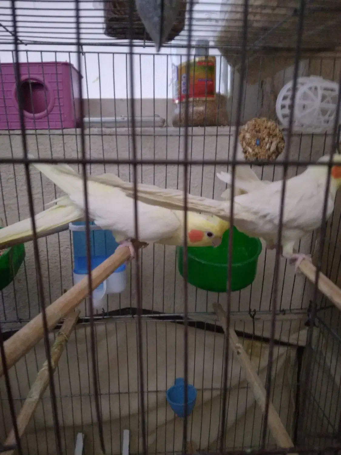 عروس هلندی ۱. ساله شرط تخم جوجه فروش فوری|پرنده|لالی, |دیوار