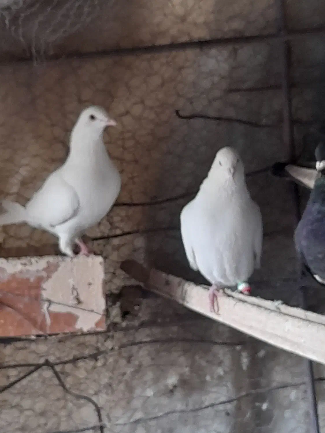 کفتر نسل دار زیر فی|پرنده|قائن, |دیوار