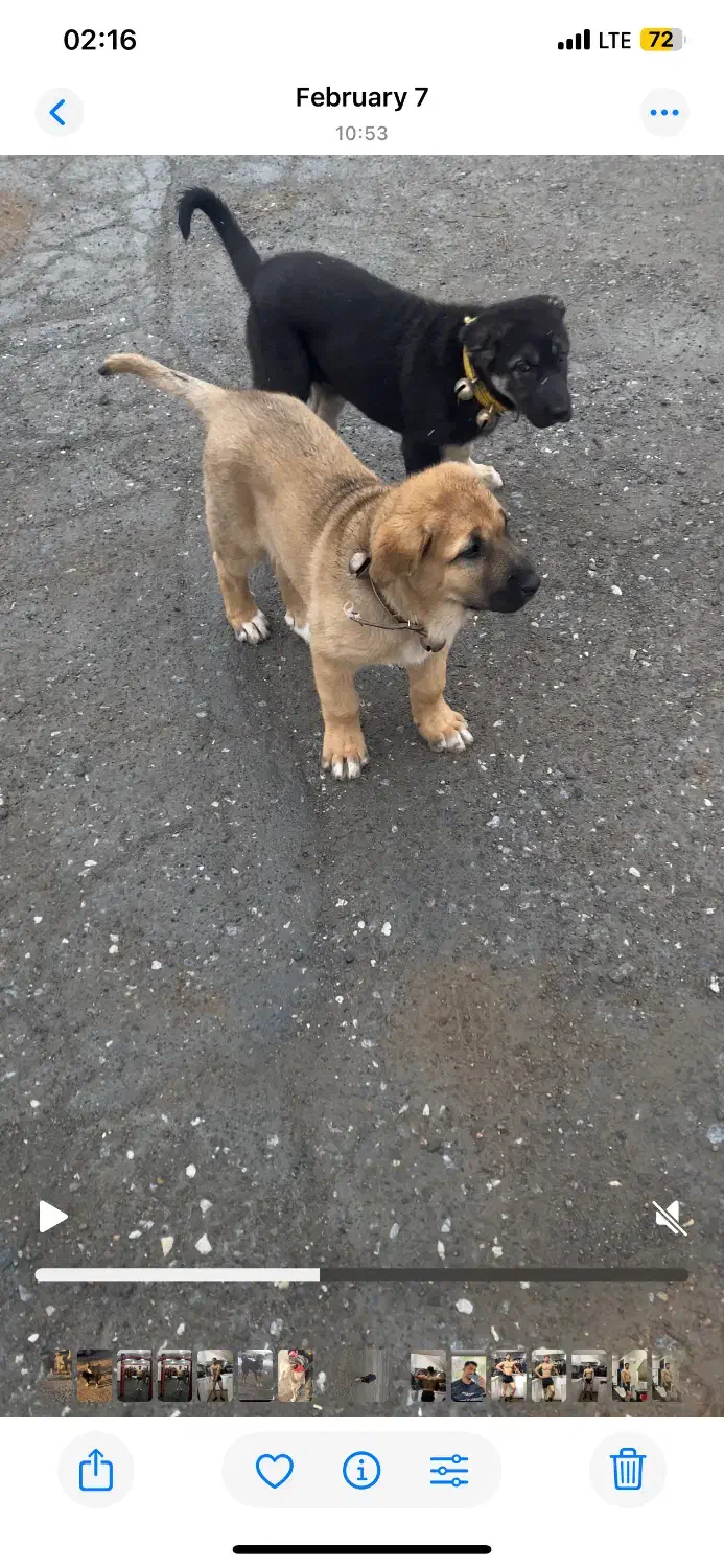 سگ گمشده|حیوانات|دهگلان, |دیوار