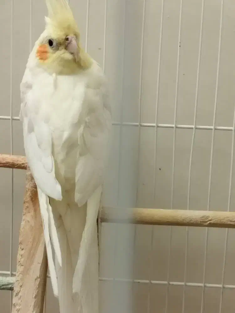 عروس هلندی لوتینو ماده|پرنده|اصفهان, ملک|دیوار