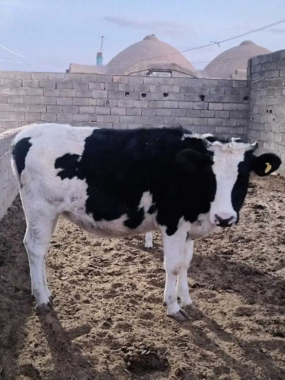 تلیسه وگوساله|حیوانات مزرعه|کرمان, |دیوار