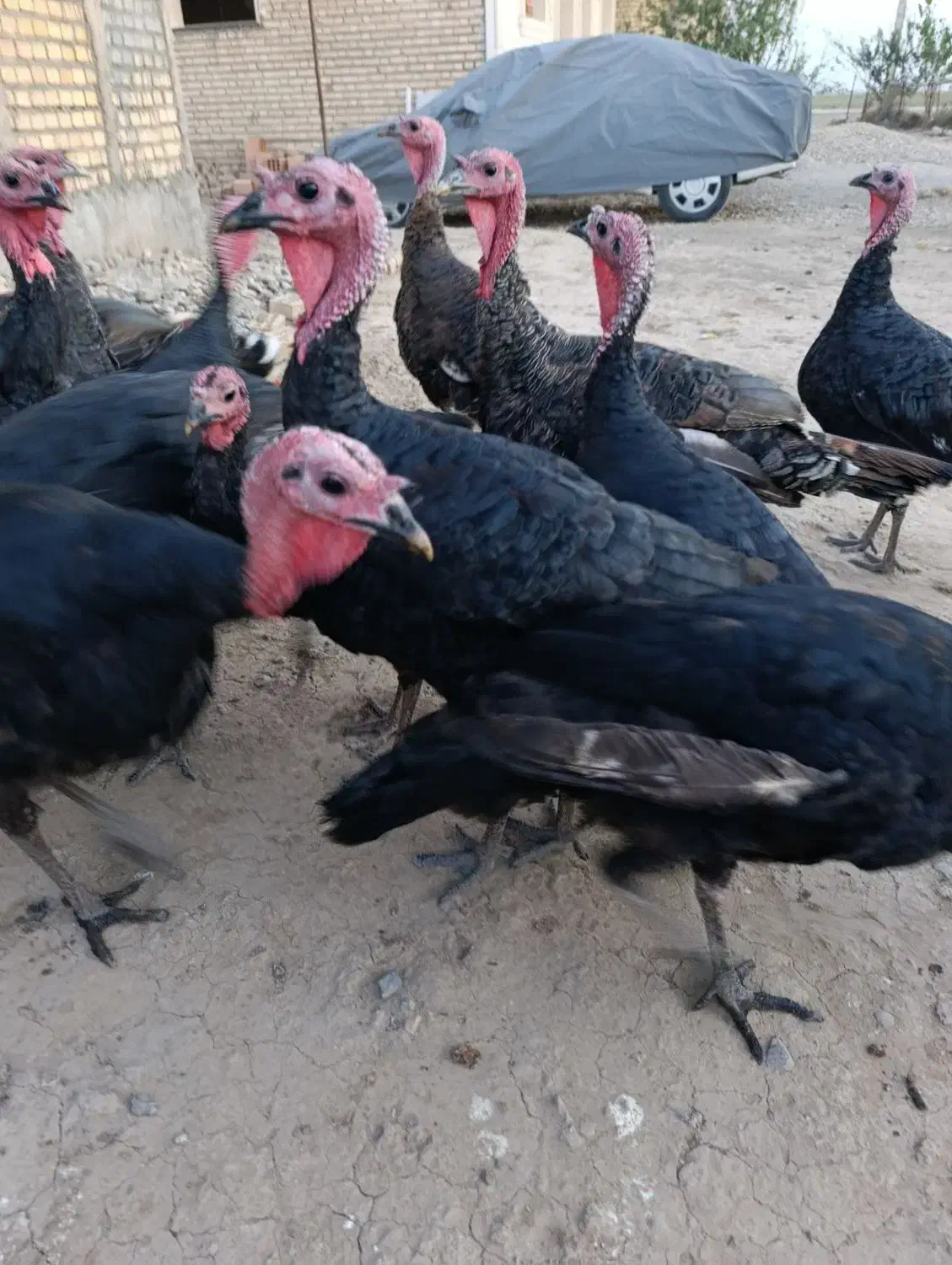 بقلمونن|حیوانات مزرعه|گرگان, |دیوار