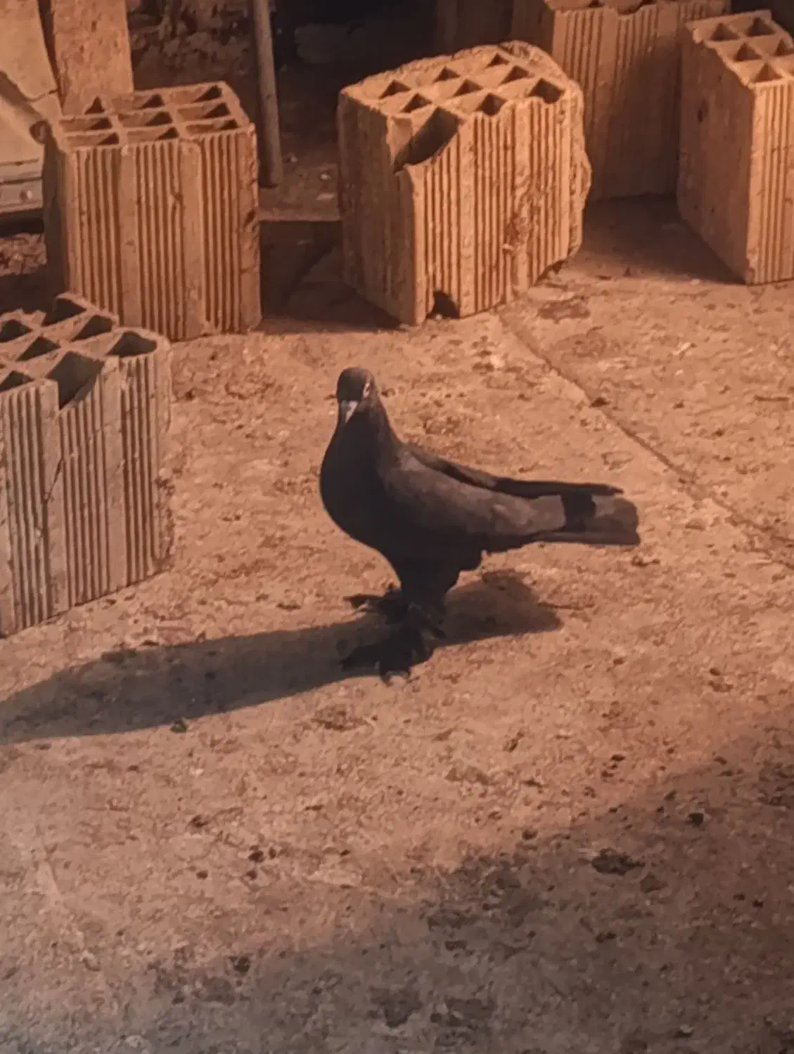 قره لوتی|پرنده|خسروشاه, |دیوار