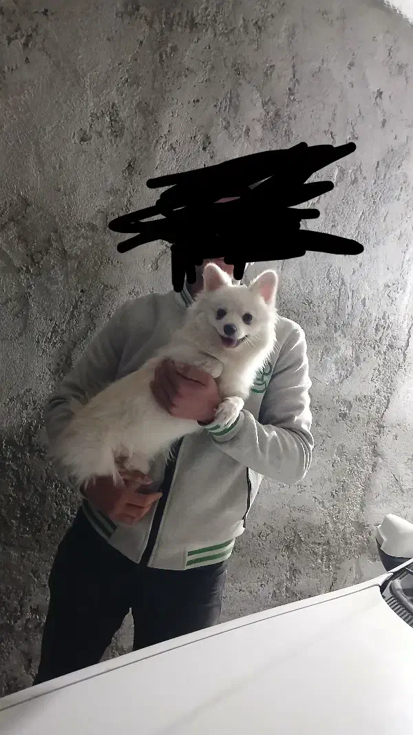 سگ پامر ۸ماهه آموزش دیده|سگ|تهران, زعفرانیه|دیوار