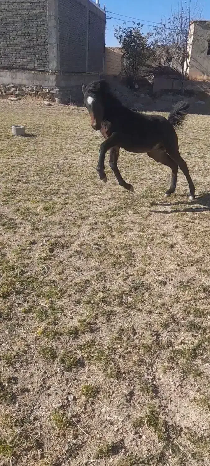 کره اصیل|اسب و تجهیزات اسب‌سواری|سردرود, |دیوار