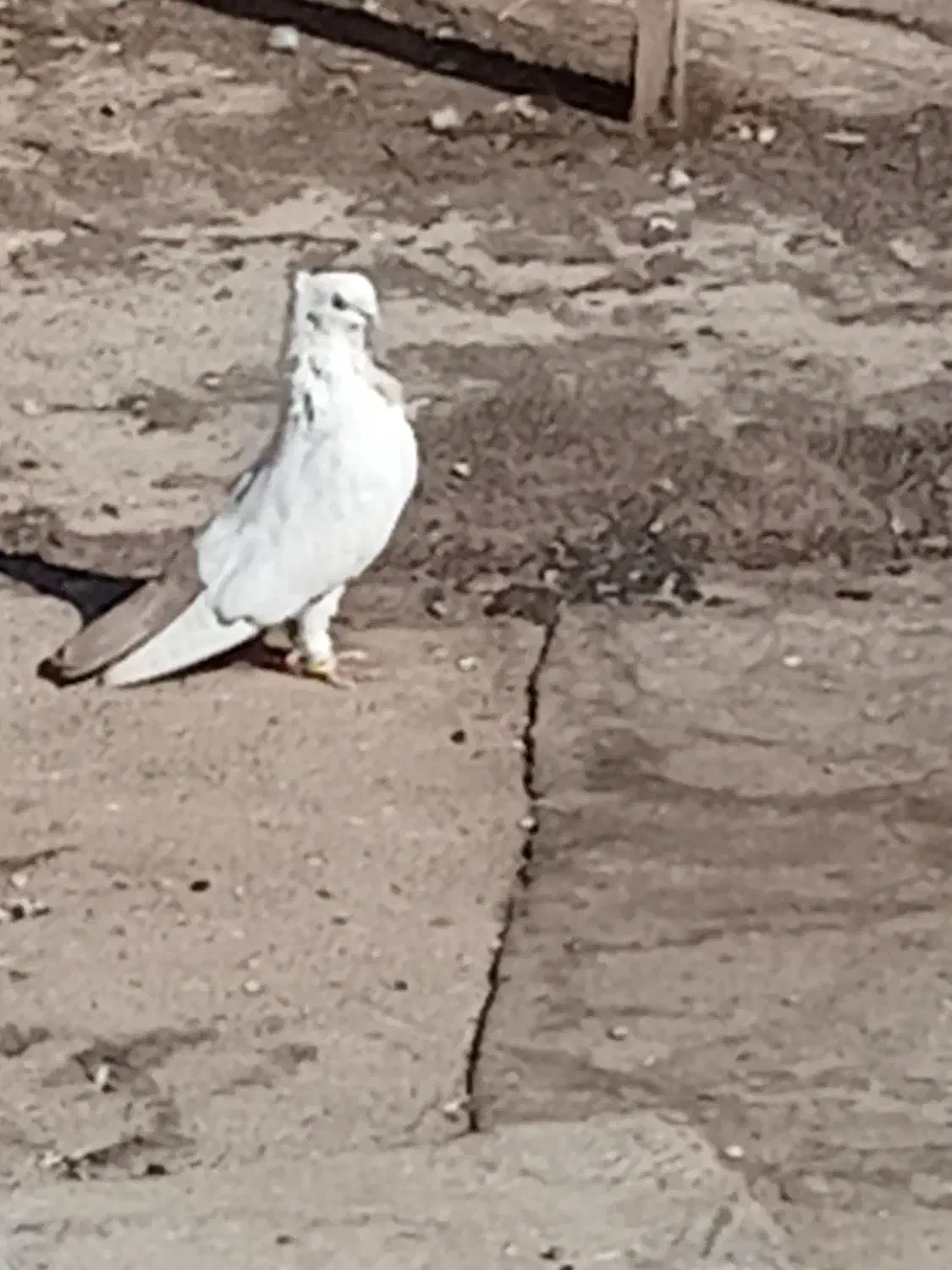 پشت نر جوان دم مشکی فری نر|پرنده|جوین, |دیوار