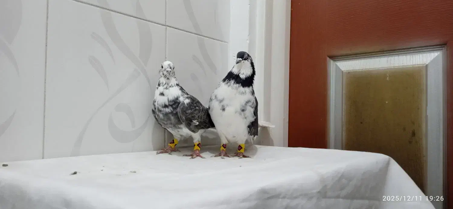 کبوتر قاره دم سفید نر و ماده بضمانت ساعت و بازی|پرنده|سنندج, |دیوار