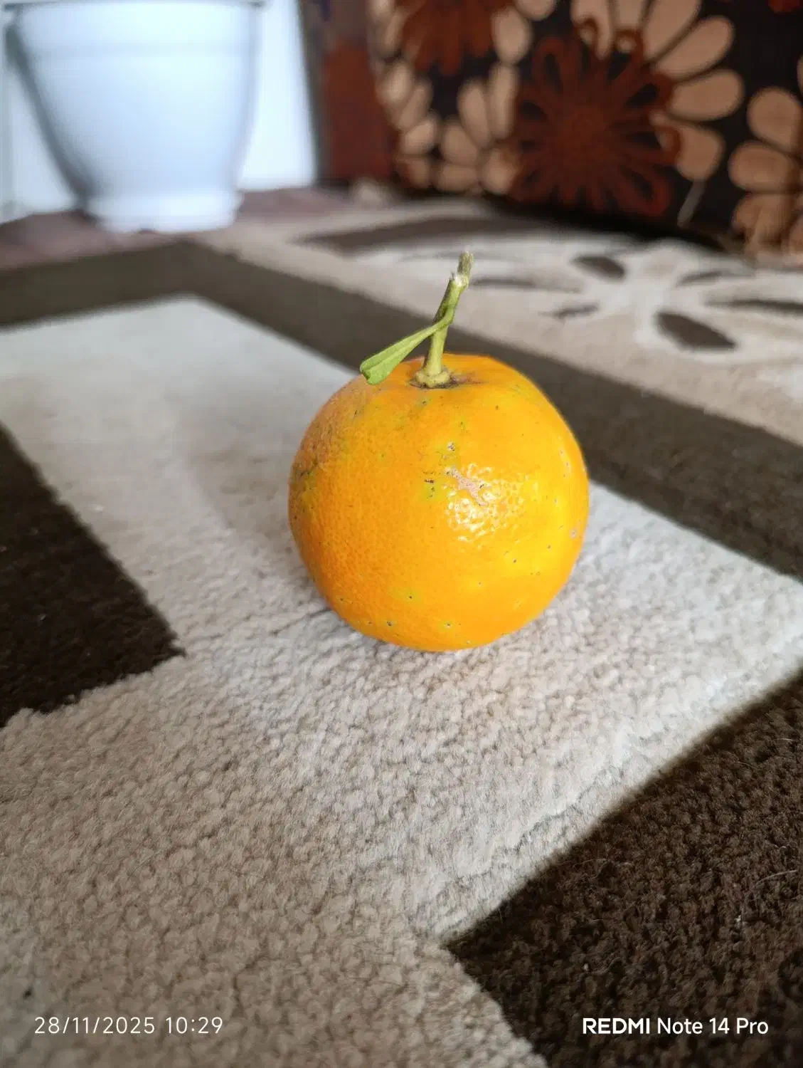 میوه نارنج آبدار|عمده‌فروشی|بندر انزلی, نوغان|دیوار