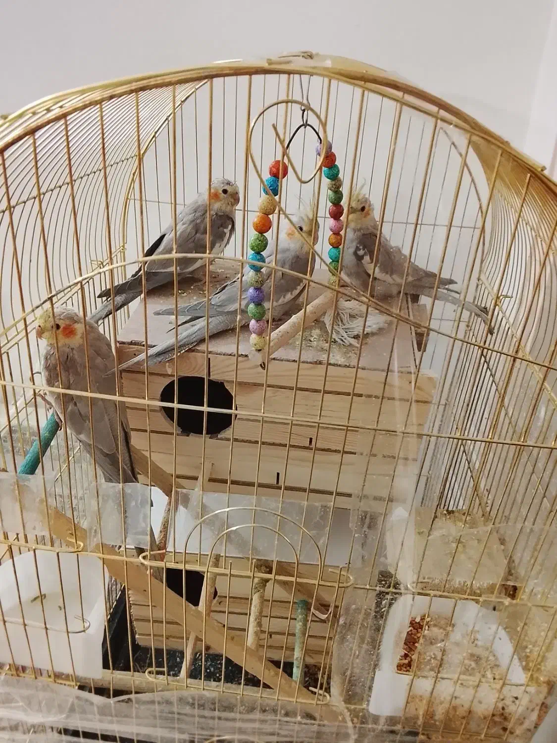 جوجه عروس هلندی|پرنده|چهاردانگه (تهران), |دیوار