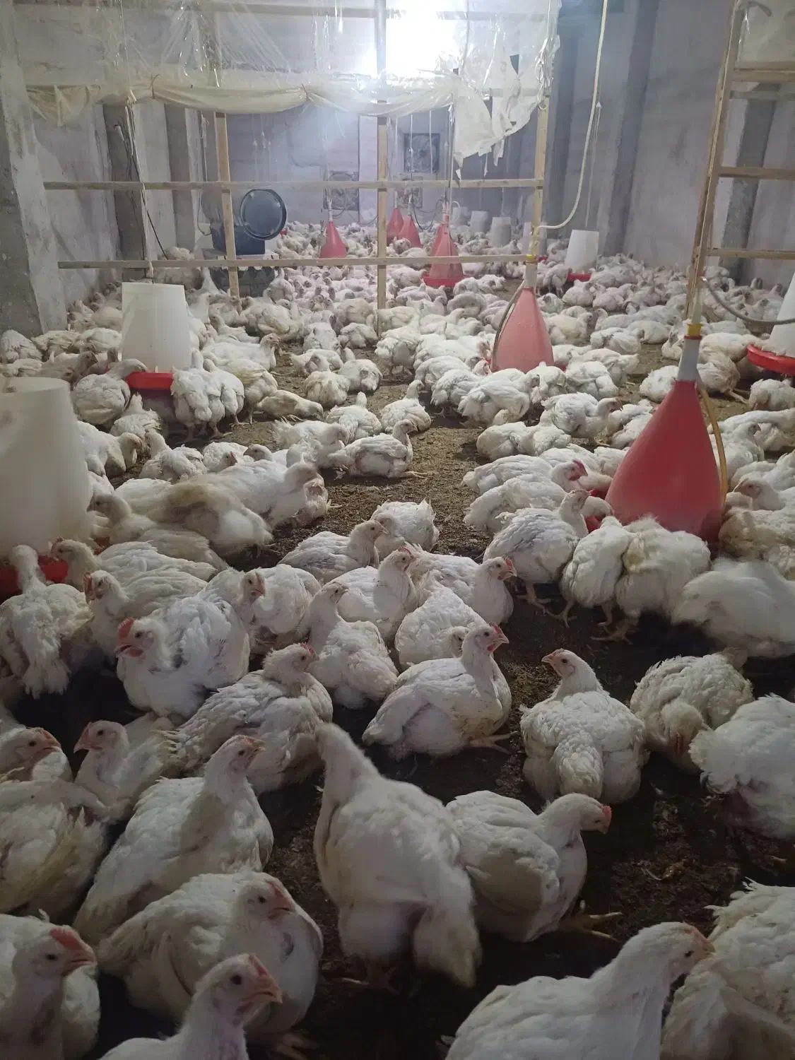 مرغ گوشتی زنده|حیوانات مزرعه|گوراب زرمیخ, |دیوار