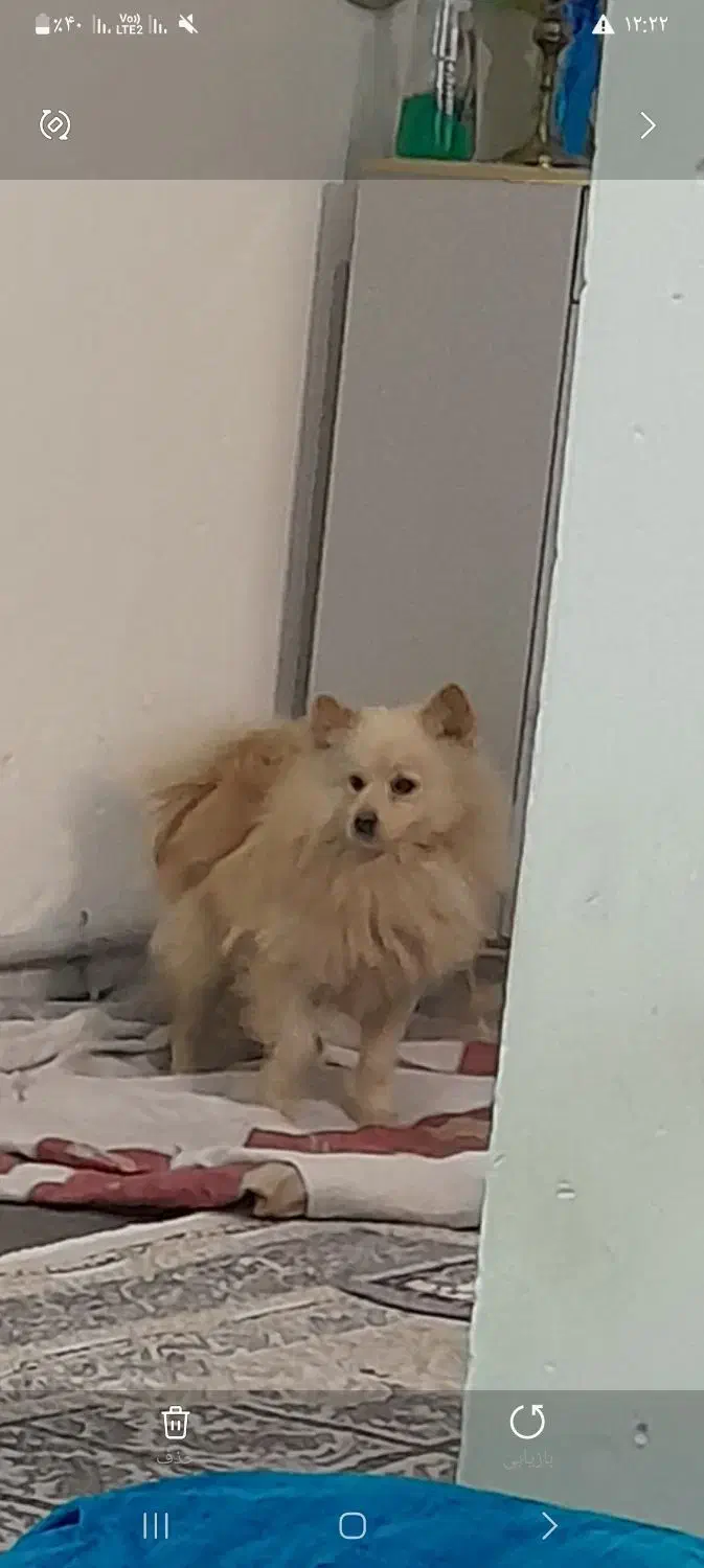 سگ پامر|سگ|پاکدشت, حصار امیر|دیوار