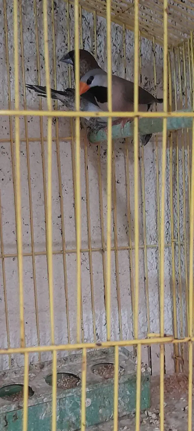 فنج کراواتی آواز خوان|پرنده|عجب شیر, |دیوار