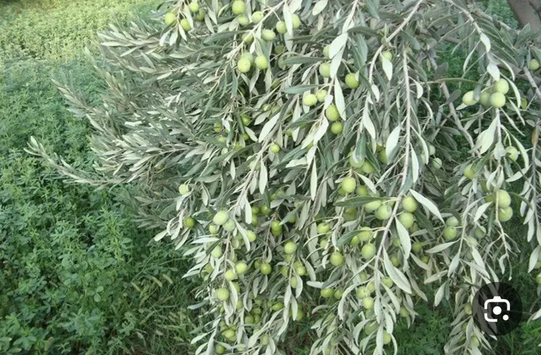 فروش باغ شهری کوار|فروش زمین و ملک کلنگی|کوار, |دیوار