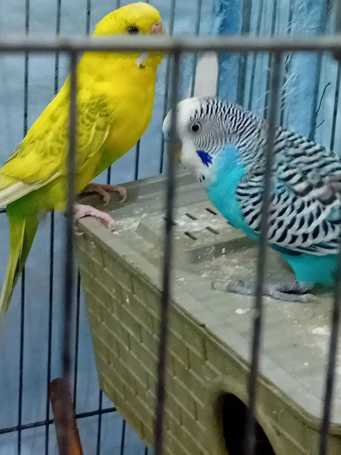 مرغ عشق سالم سالم|پرنده|الیگودرز, |دیوار