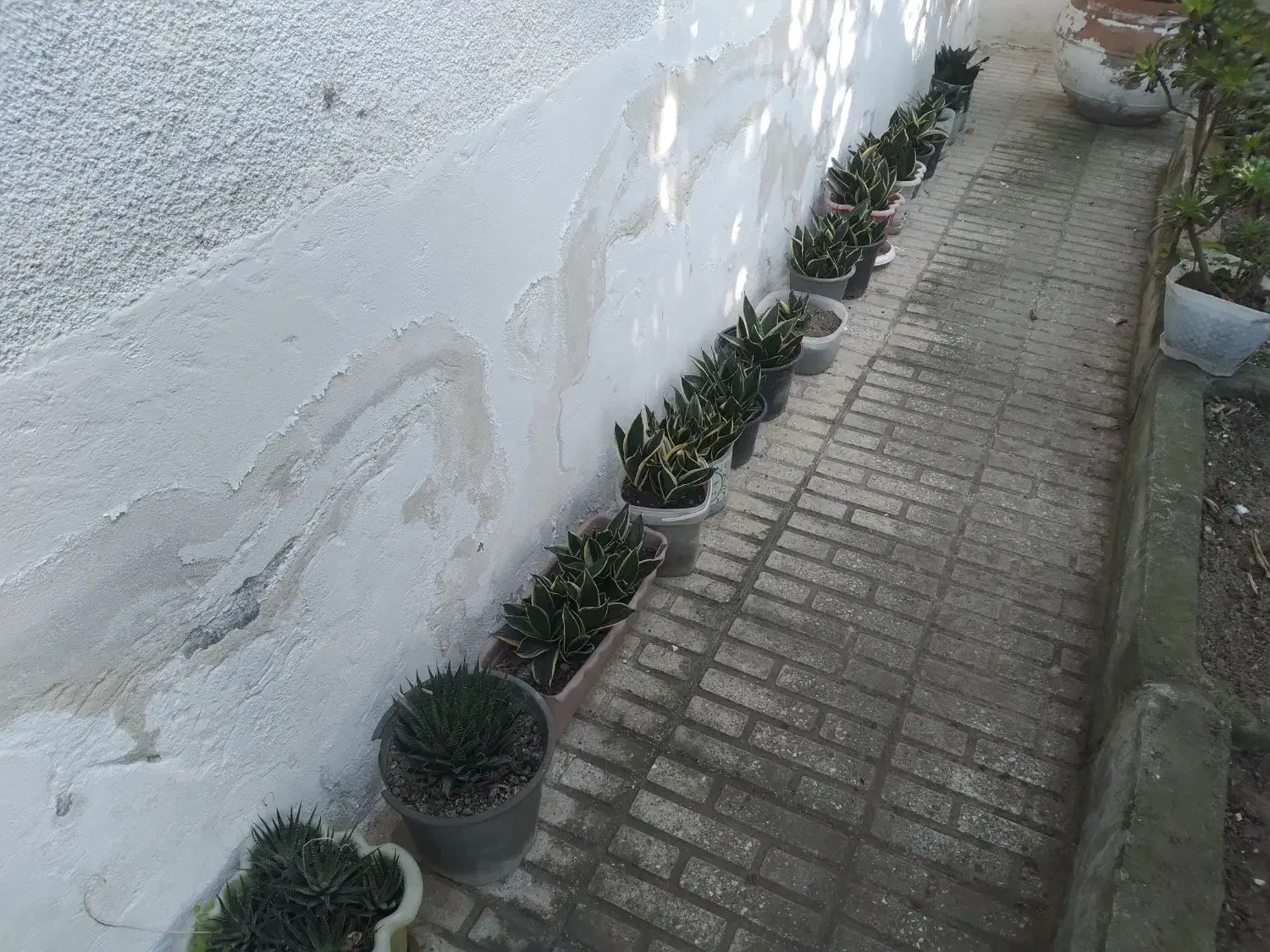 کاکتوس صخره ای|گل و گیاه طبیعی|تنکابن, |دیوار