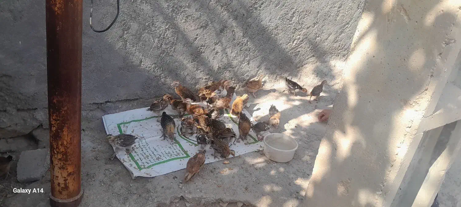 لنده|حیوانات مزرعه|لنده, |دیوار