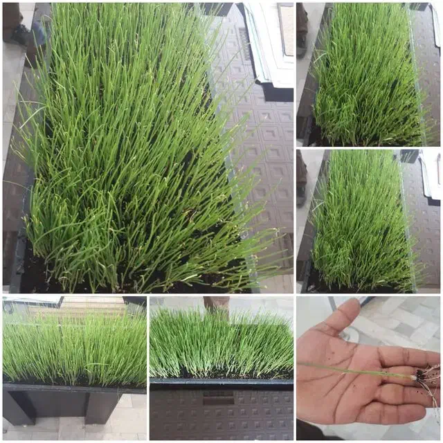 کشاورزی|خدمات باغبانی و درختکاری|دیشموک, |دیوار