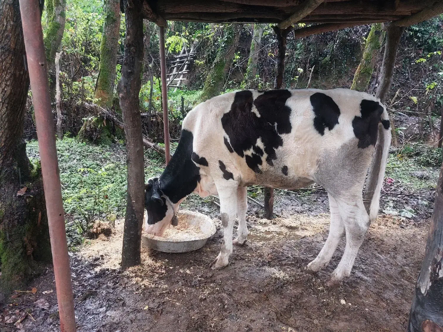 گاو لیشه دورگ هلشتاین|حیوانات مزرعه|سیاهکل, |دیوار