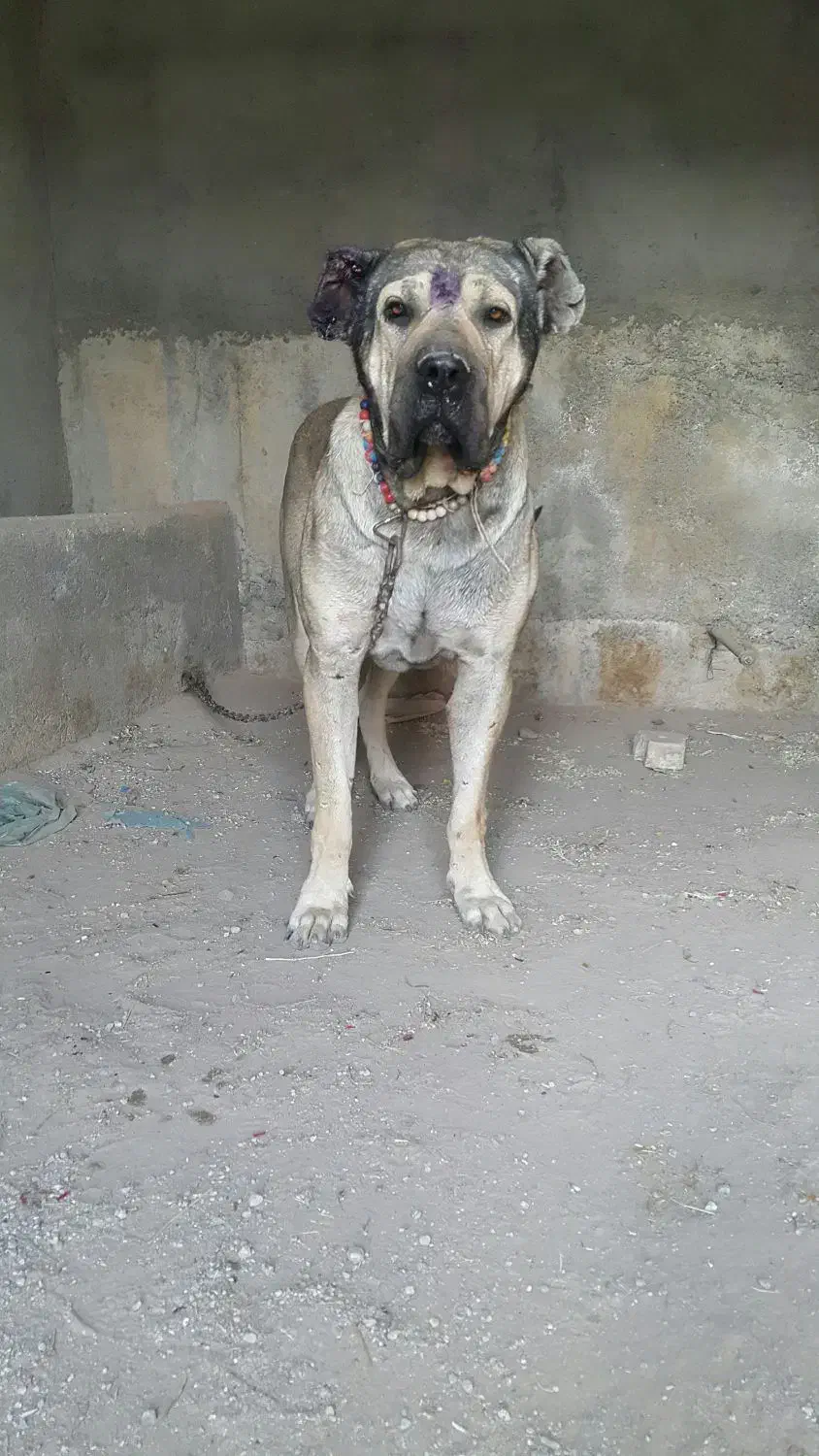 سگ سرابی|سگ|تبریز, |دیوار